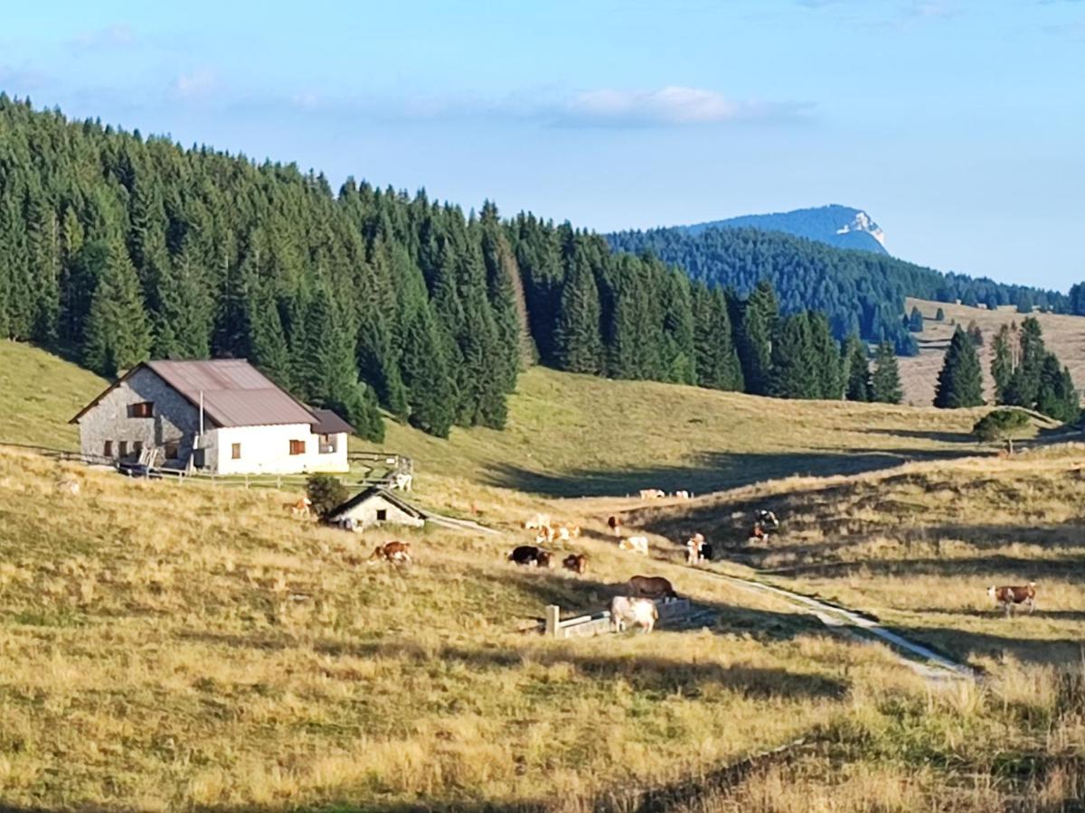Apartament Il Riccio Del Castagno Novaledo Zewnętrze zdjęcie
